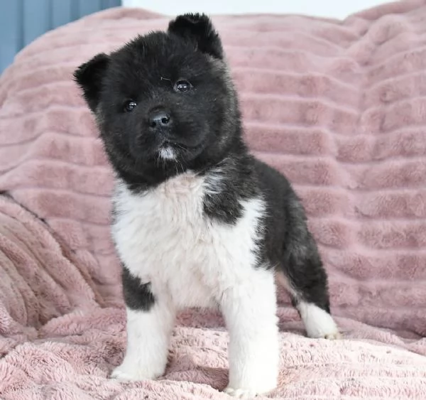 Cucciola di Akita Inu