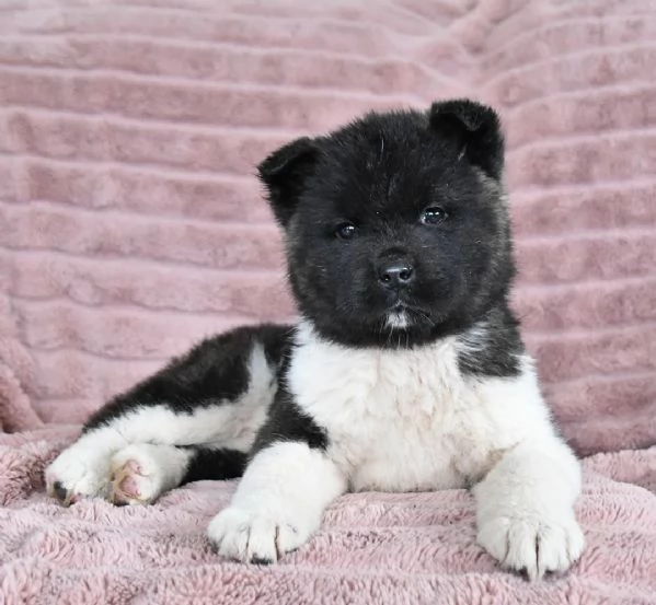 Cucciola di Akita Inu | Foto 0