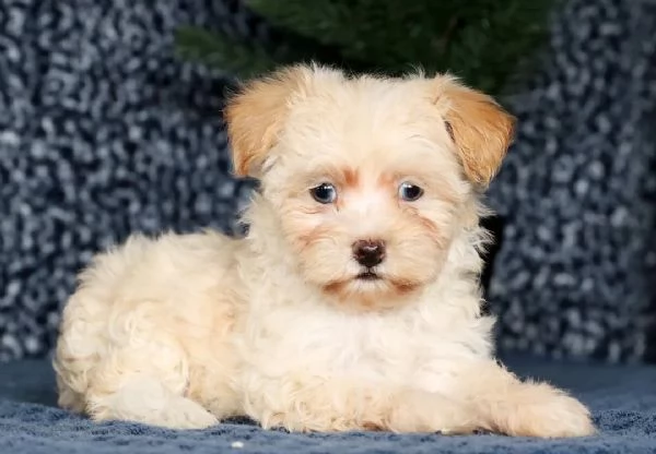  adorabili Bichon 