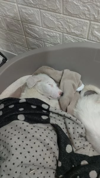 Cedo cuccioli di pastore maremmano abruzzese 