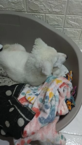 Cedo cuccioli di pastore maremmano abruzzese  | Foto 0