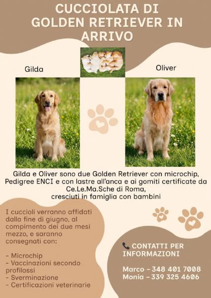 Cuccioli di Golden in arrivo a met&agrave; aprile | Foto 1