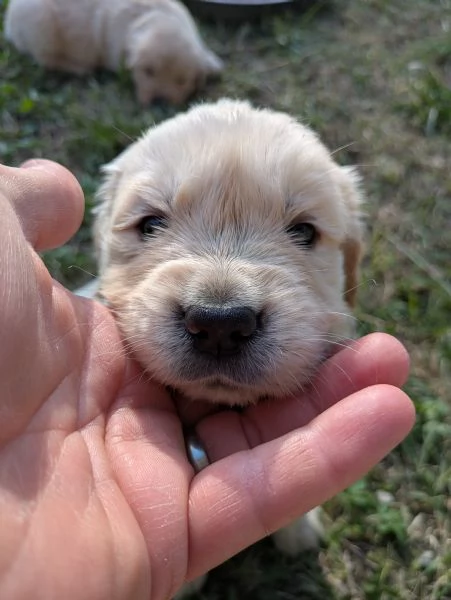 Cucciolo maschio Golden retriever  | Foto 0