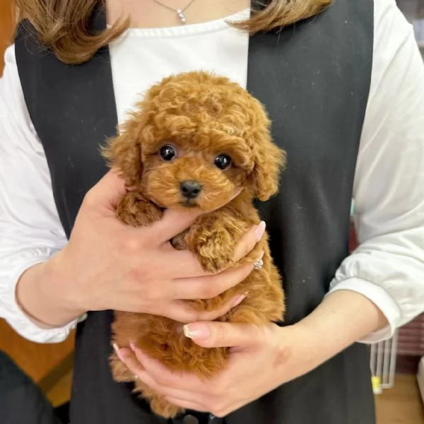 Disponibili Cuccioli di Barboncino Toy Maschi e Femmine