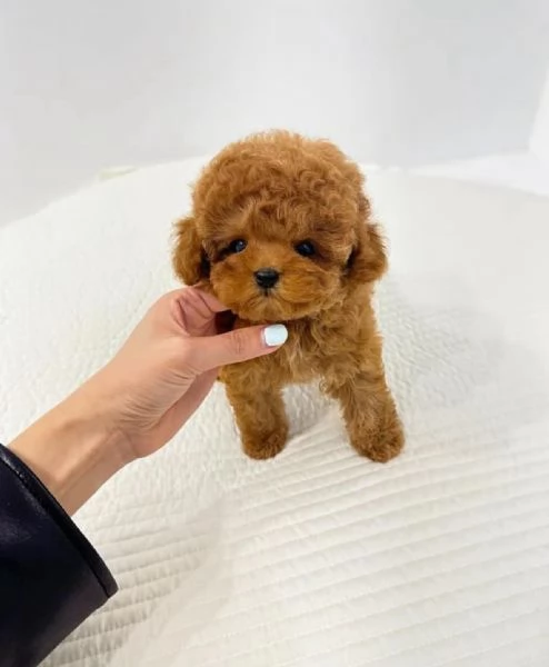 Cuccioli Barboncino Toy Maschi e Femmine, Compagni Ideali per Ogni Famiglia | Foto 0