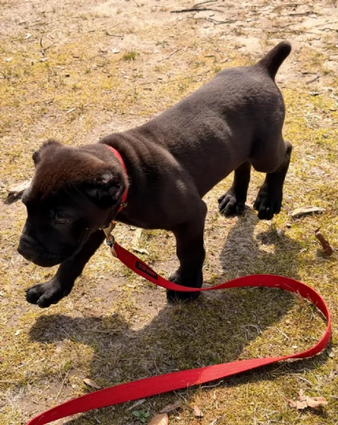 Adorabile cucciolo di Cane Corso di 10 settimane cerca una casa amorevole! | Foto 4
