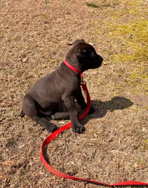 Adorabile cucciolo di Cane Corso di 10 settimane cerca una casa amorevole! | Foto 1