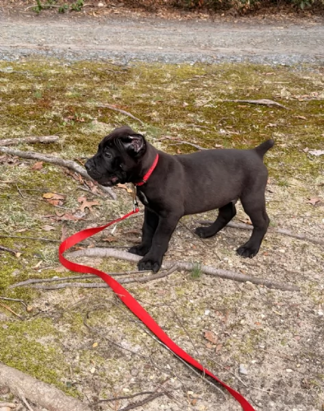 Adorabile cucciolo di Cane Corso di 10 settimane cerca una casa amorevole!