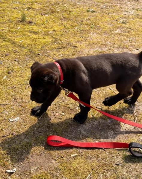 Adorabile cucciolo di Cane Corso di 10 settimane cerca una casa amorevole! | Foto 0