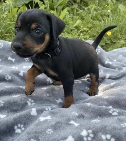  REGALO CUCCIOLI DI PINSCHER  | Foto 0