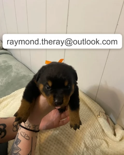 Adorabile Cucciolo Maschio di Rottweiler di 10 Settimane Cerca una Casa Amorevole per Sempre  | Foto 3