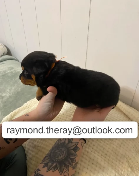Adorabile Cucciolo Maschio di Rottweiler di 10 Settimane Cerca una Casa Amorevole per Sempre  | Foto 2