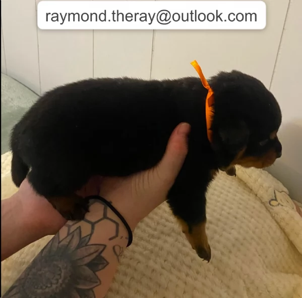 Cucciolo di Rottweiler Maschio, 10 Settimane – Cerca una Famiglia Speciale per la Vita 