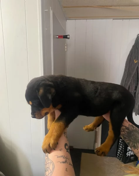 Adorabile Cucciolo Maschio di Rottweiler di 10 Settimane Cerca una Casa Amorevole per Sempre  | Foto 3