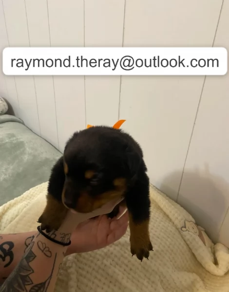 Adorabile Cucciolo Maschio di Rottweiler di 10 Settimane Cerca una Casa Amorevole per Sempre  | Foto 4