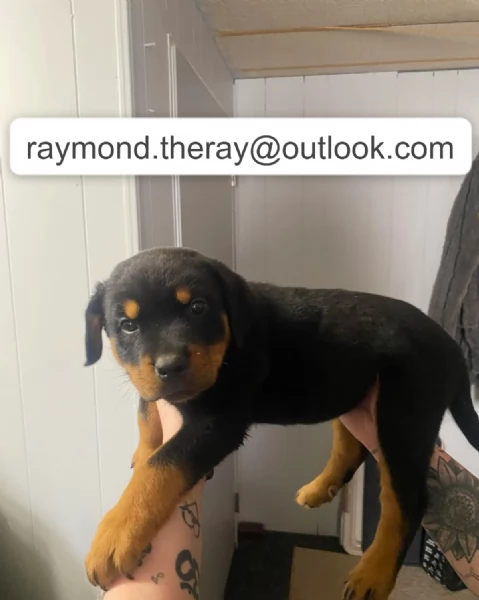 Adorabile Cucciolo Maschio di Rottweiler di 10 Settimane Cerca una Casa Amorevole per Sempre  | Foto 4