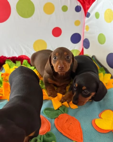 Cuccioli di bassotto nano | Foto 0