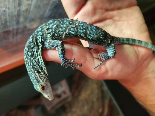 Varano blu femmina (Varanus macraei) in vendita.