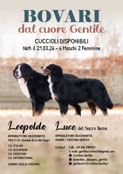 Cuccioli di bovari del bernese