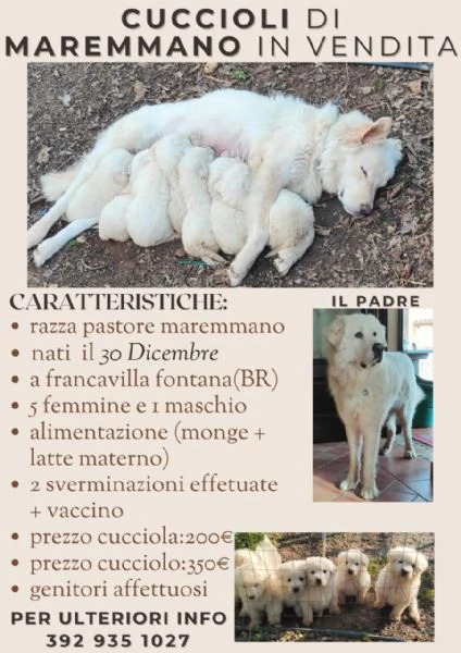 vendita cuccioli di pastore maremmano