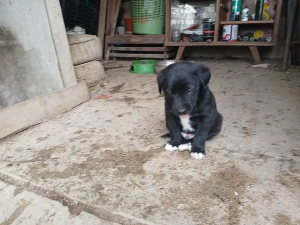 Cuccioli in regalo