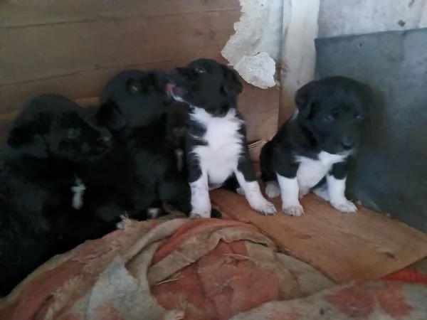 Cuccioli in regalo | Foto 0