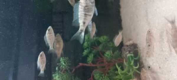 Ciclidi Africani. Regalo avannotti aulonocara marmelade 