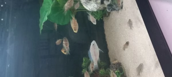 Ciclidi Africani. Regalo avannotti aulonocara marmelade  | Foto 2