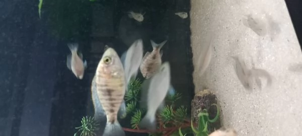 Ciclidi Africani. Regalo avannotti aulonocara marmelade  | Foto 1