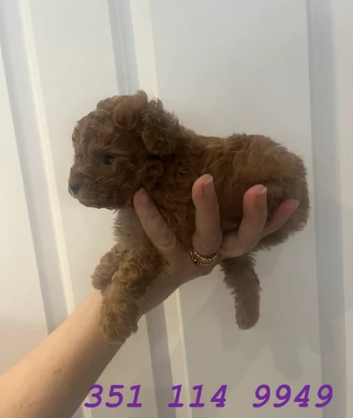 Regala un cucciolo di barboncino maschio e uno femmina | Foto 0