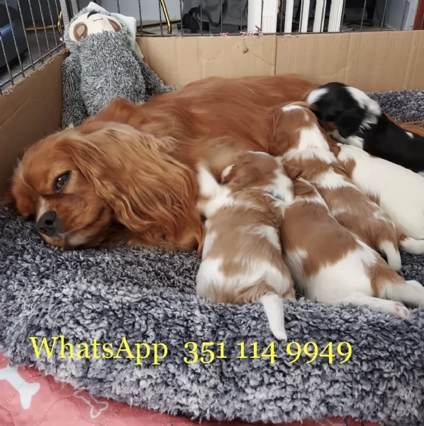 Regala un cucciolo di Cavalier King maschio e uno femmina | Foto 0