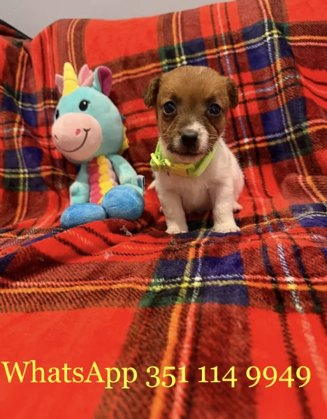 Regala un cucciolo di Jack Russel maschio e uno femmina | Foto 1