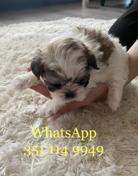 Regala un cucciolo di Shitzu maschio e uno femmina | Foto 2