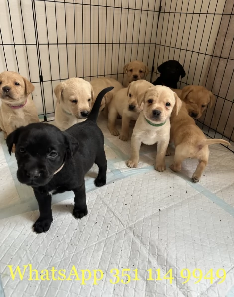Regala un cucciolo di Labrador maschio e uno femmina | Foto 1