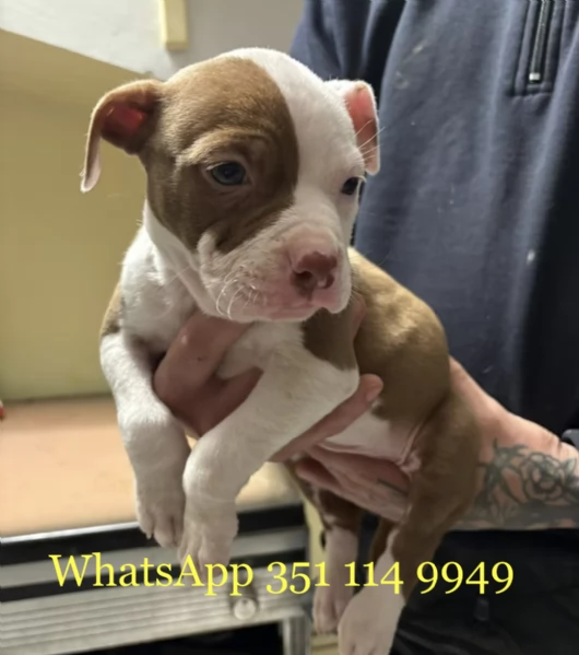 Regala un cucciolo di Pitbull maschio e uno femmina