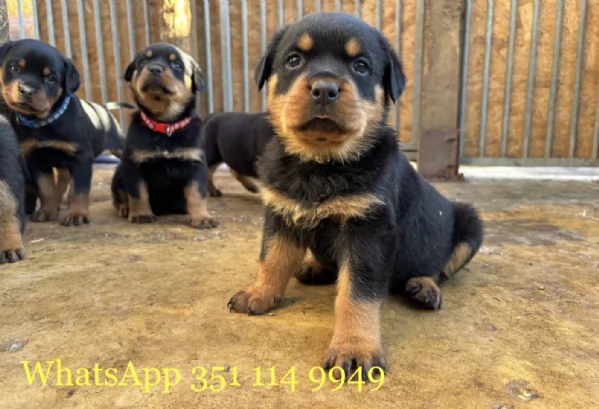 Regala un cucciolo di Rottweiler maschio e uno femmina