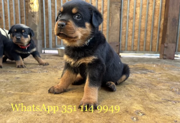 Regala un cucciolo di Rottweiler maschio e uno femmina | Foto 1