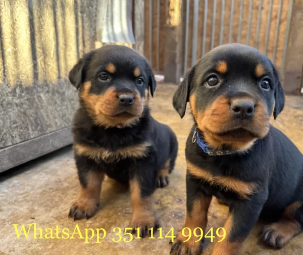 Regala un cucciolo di Rottweiler maschio e uno femmina | Foto 0