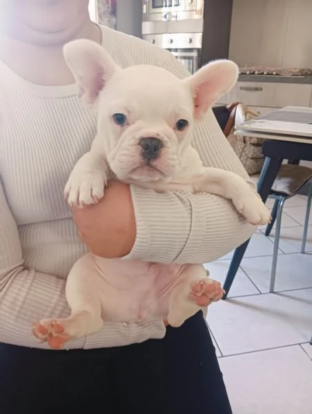 Bulldog francese esotico  | Foto 0