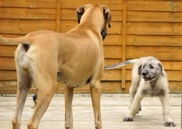 Bellissimi cuccioli di Levriero Irlandese 