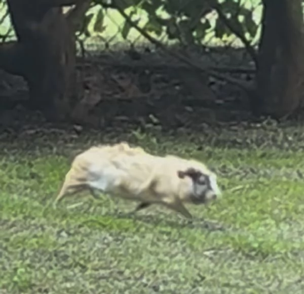 Regalasi 4 maschietti di cavia peruviana provincia di bologna