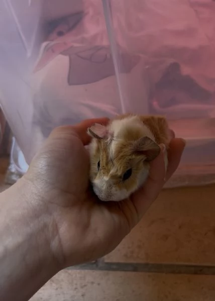 Regalasi 4 maschietti di cavia peruviana provincia di bologna | Foto 2