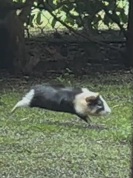 Regalasi 4 maschietti di cavia peruviana provincia di bologna | Foto 1