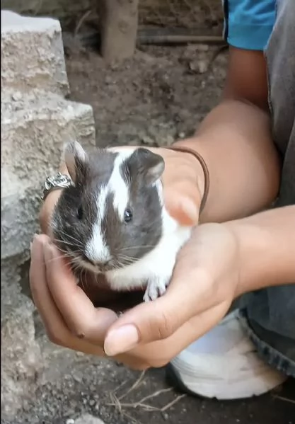 Regalasi 4 maschietti di cavia peruviana provincia di bologna | Foto 0