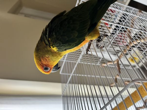 Conuro del Sole | Foto 0