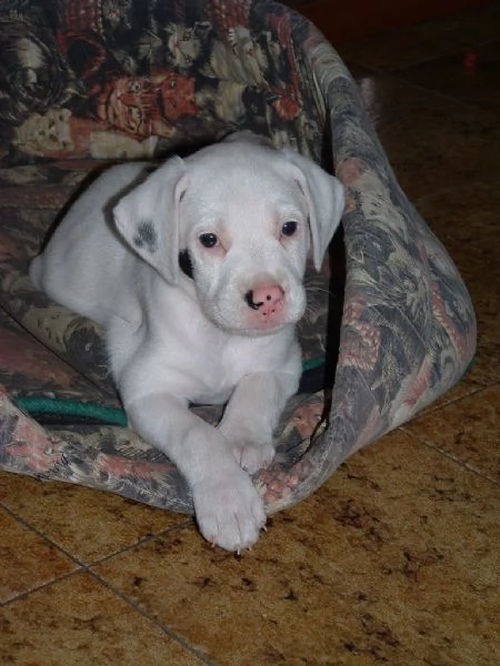 Bellissimi cuccioli di Dogo Argentino | Foto 0