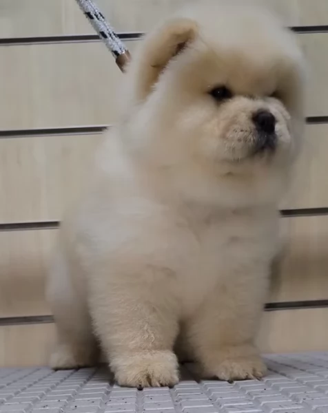 Cuccioli di chow chow