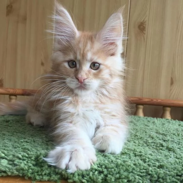 Cucciola di razza Maine Coon