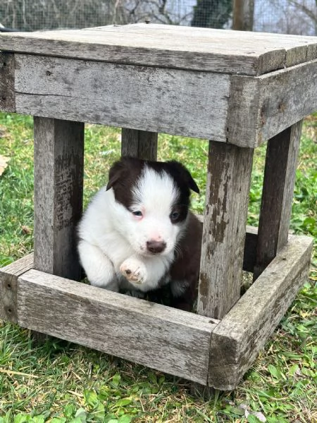 Vendo Border collie pelo corto