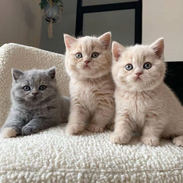 Gatto in adozione gratuita | Foto 0